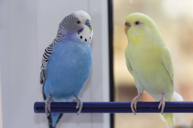 Dalgalı iki papağan bir dala oturur. Kuşlar