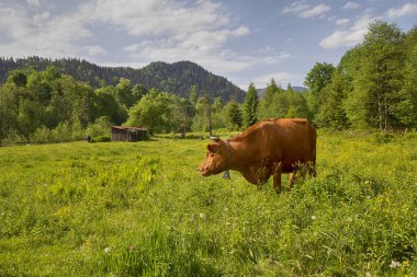 İnek, güneşin aydınlattığı dağlarda yaşar.