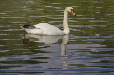 Güzel beyaz kuğu gölette yüzüyor. Kuşlar