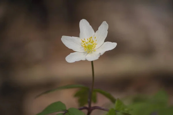 Gölgeli Ormanda Anemone Nemorosa Odun Şakayığı Ranunculaceae Familyasından Erken Bahar — Stok fotoğraf