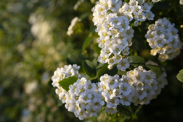 Las Flores Spirea Las Hojas Verdes Están Iluminadas Por Luz —  Fotos de Stock