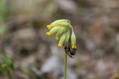 Açılmamış çiçek tarlasında arı. Doğa