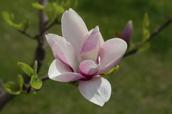 Blommande Magnolia Trädgård Närbild Blommor — Stockfoto