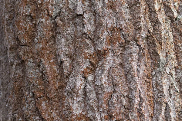 Corteza Del Árbol Viejo Está Iluminada Por Sol Fondos Texturas — Foto de Stock