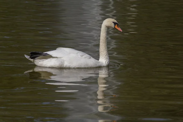 Hermoso Cisne Blanco Nadando Estanque Aves — Foto de Stock