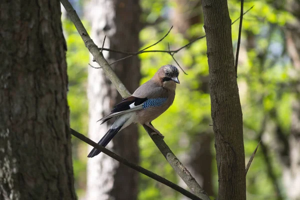 Euroasiático Jay Posó Sobre Una Rama Árbol Pájaro —  Fotos de Stock