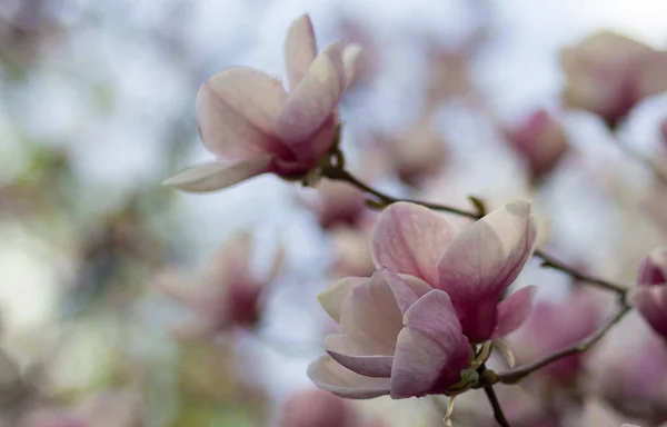 Magnolia Bloeit Lentetuin Bloemen — Stockfoto