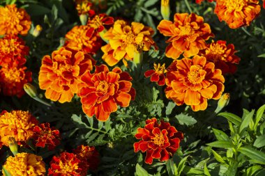Turuncu marigolds flowerbed üzerinde. Bahçeleri ve çiçekleri