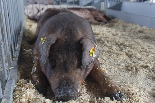 Pedigree pig sleeping on the farm. Agriculture