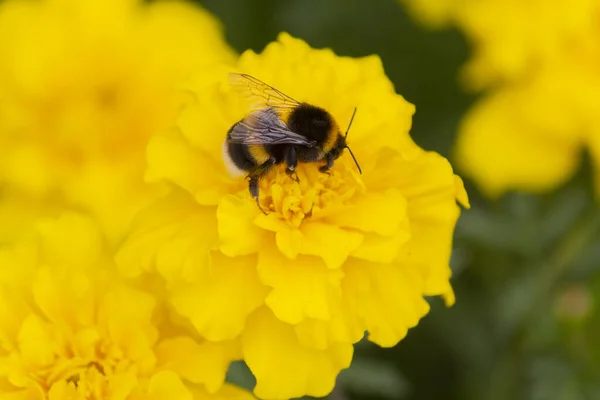 Trzmiel Pollinates Żółty Kwiat Trawniku Natura — Zdjęcie stockowe