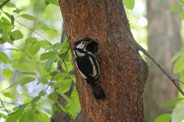 啄木鸟栖息在自家树上的洞巢旁边 — 图库照片