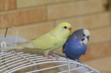 İki papağan kafesi üzerinde oturuyorsun. Kuşlar