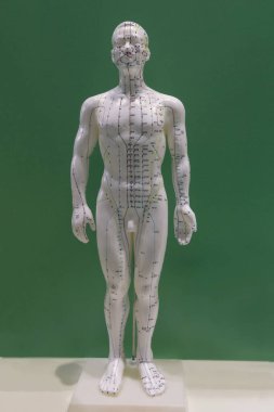 İç resimle çalışmak için insan bir organ salak. İlaç, eğitim