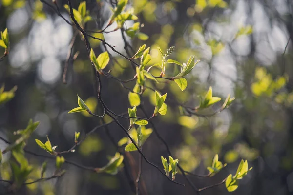 Parktaki Bir Dalda Yeşil Yapraklar Dağılır Doğa — Stok fotoğraf