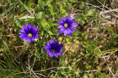 Gentiana Pyrenaica 'nın dağdaki kır çiçekleri. Karpatlar