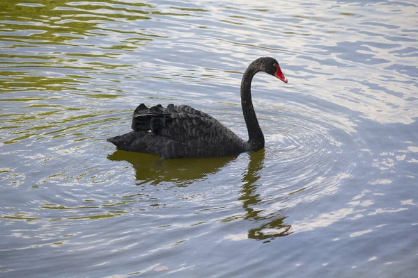 Hermoso Cisne Negro Nada Lago Naturaleza — Foto de Stock