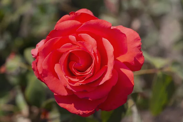 Rosa Roja Una Rama Verde Jardín Naturaleza —  Fotos de Stock