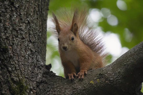 Red squirrel sits on a tree. Animals