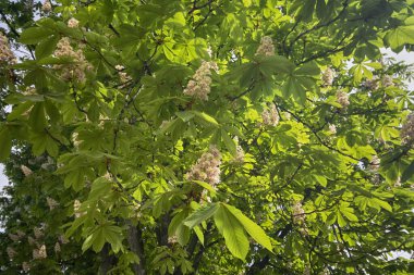 Baharda güneşin aydınlattığı çiçek açan kestane ağacı. Doğa