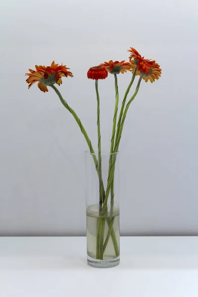 Kwiat Pomarańczy Gerbera Został Umieszczony Szklanym Wazonie Stole — Zdjęcie stockowe