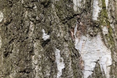 Yaşlı ağaç kabuğu ve çatlaklara yakın. Arkaplan ve dokular
