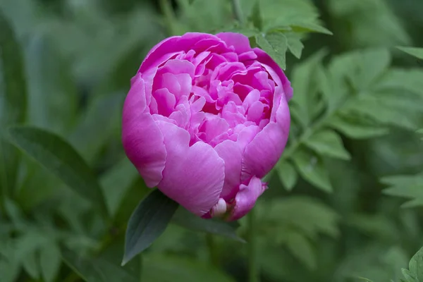 Flauschige Lila Pfingstrose Nahaufnahme Blumen Und Gärten — Stockfoto