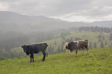İnekler yağmurda bir dağ otlağında otlarlar. Karpatlar