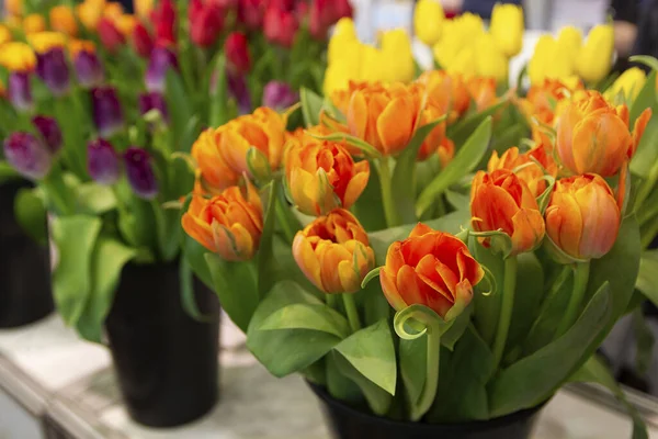 Beautiful multi-colored tulips on the market. Showcase with flowers
