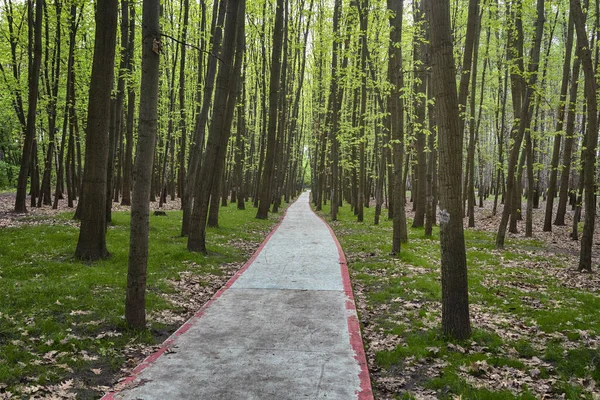 Biike Camino Pavimentado Entre Los Árboles Parque Naturaleza — Foto de Stock