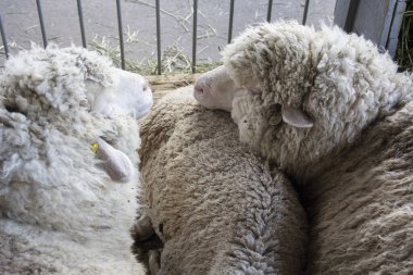 Çiftlikteki koyunlar ahırın zemininde yatıyor. Tarım