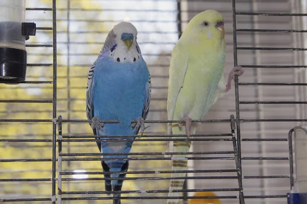 Dois Papagaios Sentam Saída Gaiola Aves — Fotografia de Stock