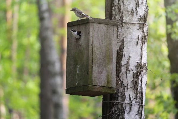 Birds Está Sentado Casa Dos Pássaros Parque — Fotografia de Stock