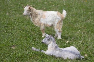 İki çocuk yeşil bir çayırda otluyor. Karpatlar