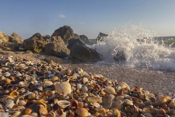 Seashells on the shore rocks waves rolling. Crimea coast