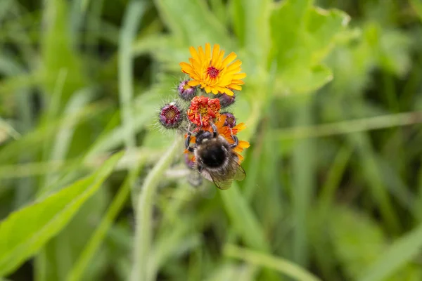 Bijen Oranje Wilde Bloemen Een Rustieke Weide Natuur — Stockfoto