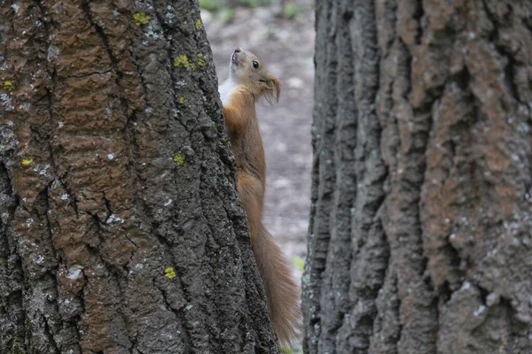 Red Squirrel Tree Forest Animals — Stock Photo, Image