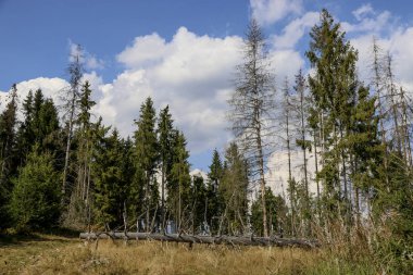 gizemli sonbahar orman