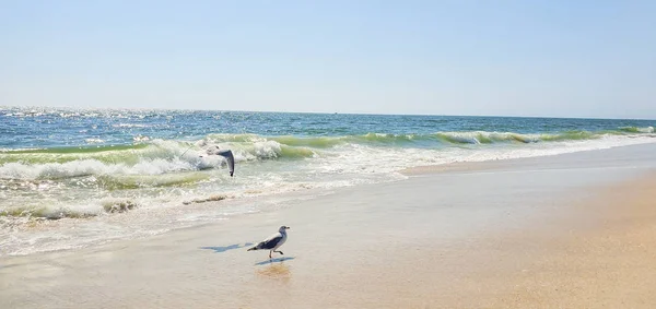 Seagull on the beach in New York