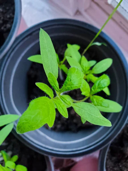 Tomatoes plant for planting in the garden. Young seedlings of tomatoes. safety food, nature, environment and ecology concept.