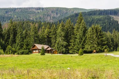 Yazlık ilçe orman Temizleme.