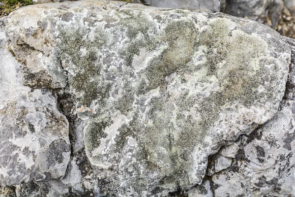 Lecanora muralis - Líquen Crustoso . — Fotografia de Stock