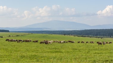 Herd of cows in the pasture. clipart