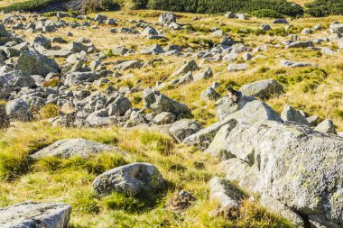 Bir kaya üzerinde oturan bir sıçan.