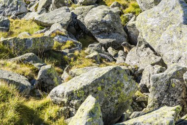 Marmot kayalar arasında.