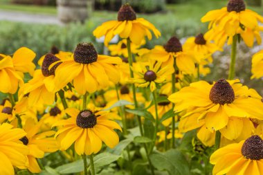 Rudbeckia hirta - sarı çiçek.