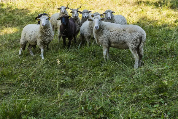 Grupo de ovejas . — Foto de Stock