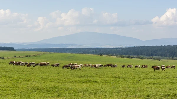 Rebaño de vacas en el pasto. — Foto de Stock