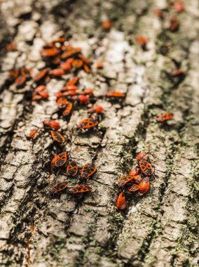 Firebug'ı Tilia sp. kabuk üzerinde.