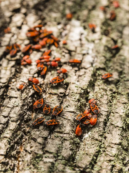 Firebug'ı Tilia sp. kabuk üzerinde.