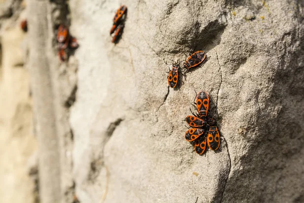 Firebug'ı (pyrrhocoris apterus).